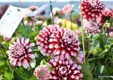 The Fun Red White from Beekenkamp's Labella Grande series drew a lot of attention. This year for the first time in the market. It is a plant with a beautiful flower, grows uniformly and is especially suitable for a 15cm pot.